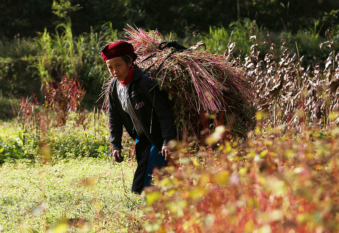 Experience northern Vietnam’s enchanting buckwheat harvest